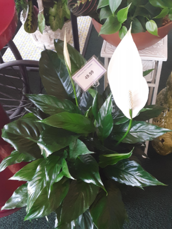 Peace Lily Plant