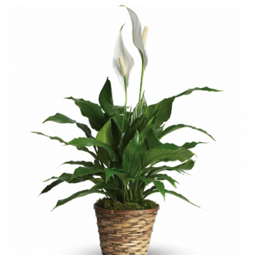Peace Lily Plant in Frederick, MD | Maryland Florals
