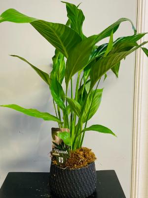 peace Lily plant 