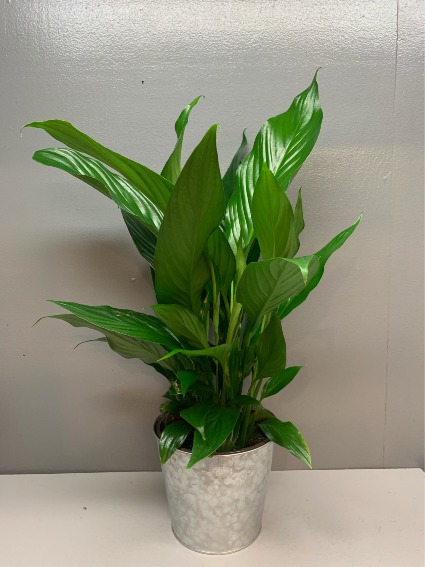 Peace Lily in silver tin Plant