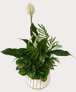 Peace Lily Planter Plant