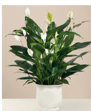 6" Peace Lily  Plant