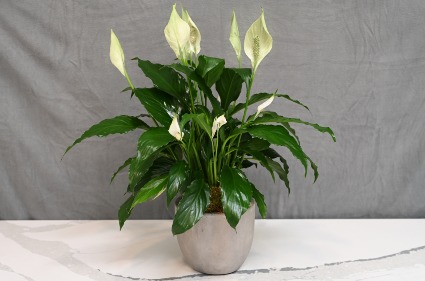 Peace lily plant 