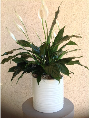 Peace Lily  Plant  in Longview, WA | Jansen Floral Effects