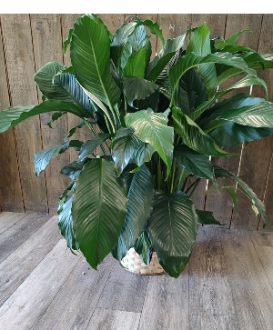 Peace Lily  Plant