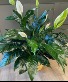 Peace Lily  Plant