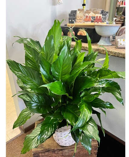 Peace Lily Plant