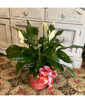 Peace lily Plant