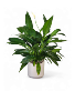 Peace Lily Plant 