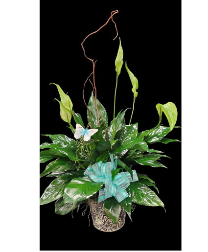 Peace lily  Plant