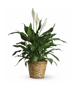  PEACE LILY PLANT