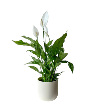 Peace Lily Plant 