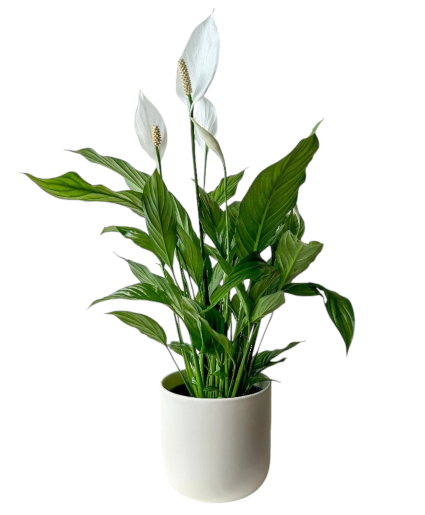 Peace Lily Plant 