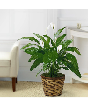 Peace Lily Plant