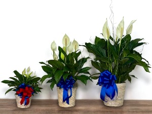 Peace Lily  Plant