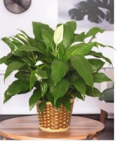 PEACE LILY PLANT 