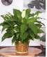 PEACE LILY PLANT 