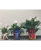 Peace Lily Plant