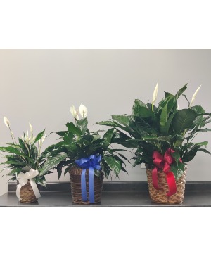 Peace Lily Plant