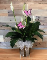 Peace Lily Plant