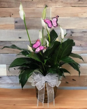 Peace Lily Plant