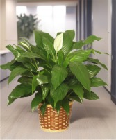 PEACE LILY PLANT 