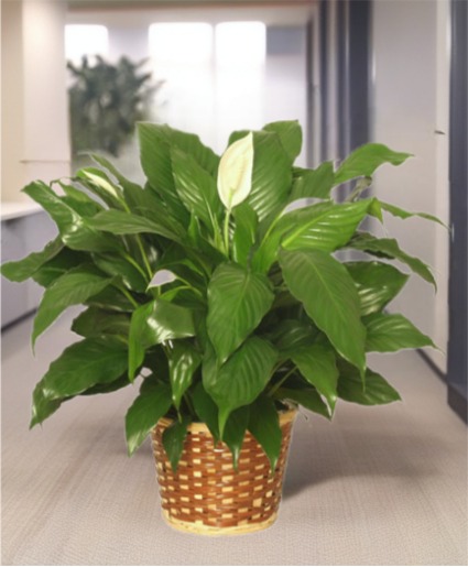PEACE LILY PLANT