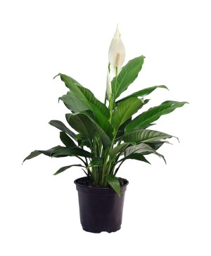 Peace Lily  in Basket