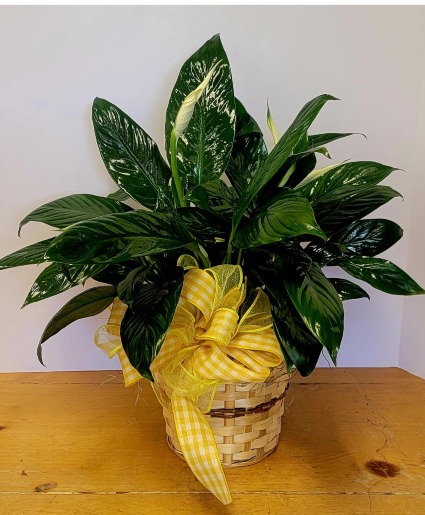 Peace lily plant - 8 inch diameter pot plant