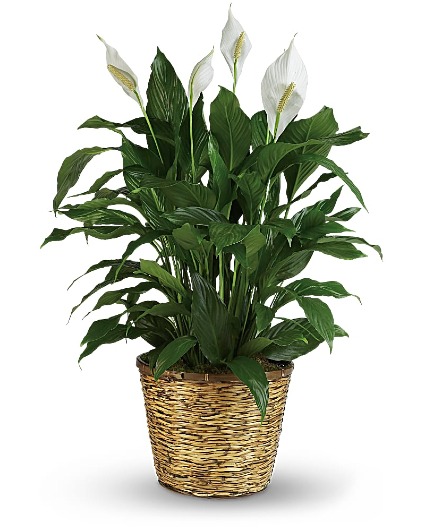 PEACE LILY PLANT (8 INCH POT) 