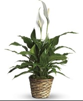 Peace Lily Plant Blooming Plant