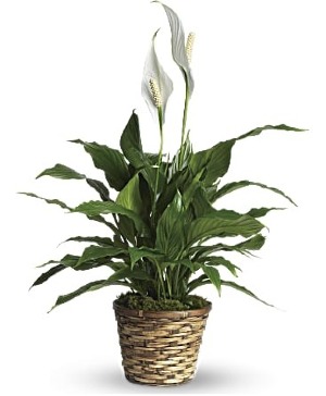 Peace Lily Plant Blooming Plant