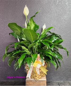 Peace Lily Plant, Deluxe  Spathiphyllum clevelandii 