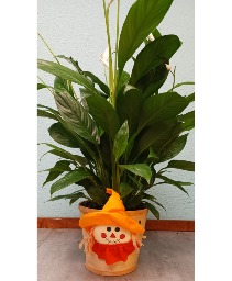 Peace Lily Plant With Fall  Basket