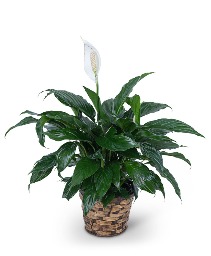 Peace Lily Plant Flower Arrangement