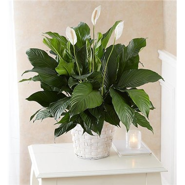 Peace Lily Plant For Sympathy 