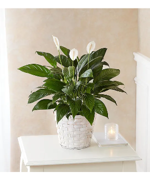 Peace Lily Plant for Sympathy 
