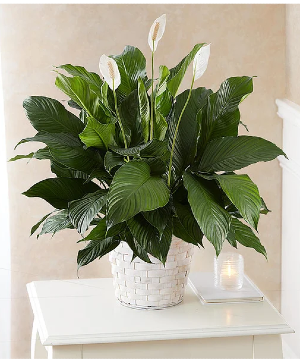 Peace Lily Plant for Sympathy 
