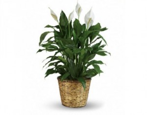 Peace Lily Plant Funeral Plant