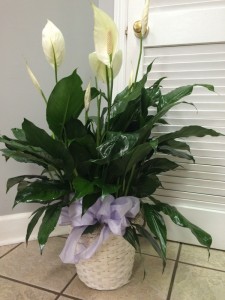 PEACE LILY PLANT Green Plant