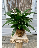 Peace Lily Plant Green Plant 