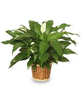 "PEACE LILY PLANT" FSN-25 Green Plant  From Friends