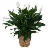 Peace Lily Plant in a Basket 