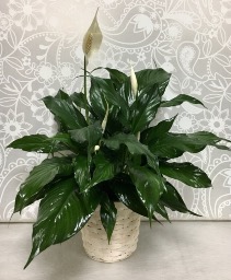 Peace Lily Plant in basket  