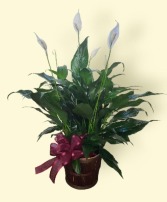 Peace Lily Plant in Basket FHF-P211 Plant  Local delivery only