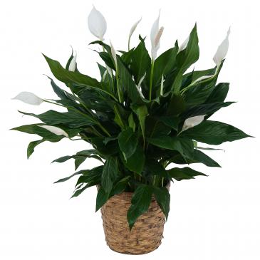 Peace Lily Plant in Basket Plant in Fort Smith, AR | EXPRESSIONS FLOWERS, LLC