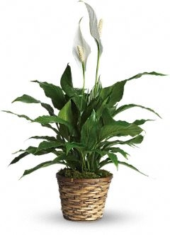Peace Lily Plant in Basket Sympathy/Everyday
