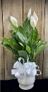 Peace Lily Plant  6 Inch Peace Lily in a White Ceramic Planter