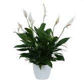 Peace Lily Plant in Ceramic Container 