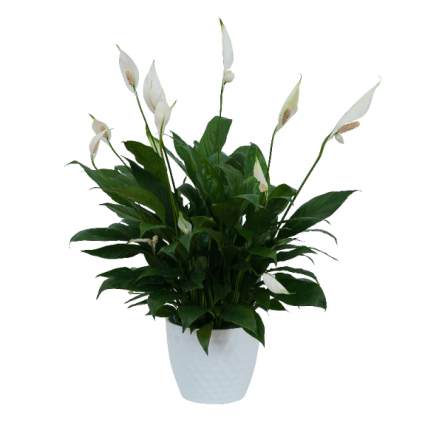 Peace Lily Plant in Ceramic Container